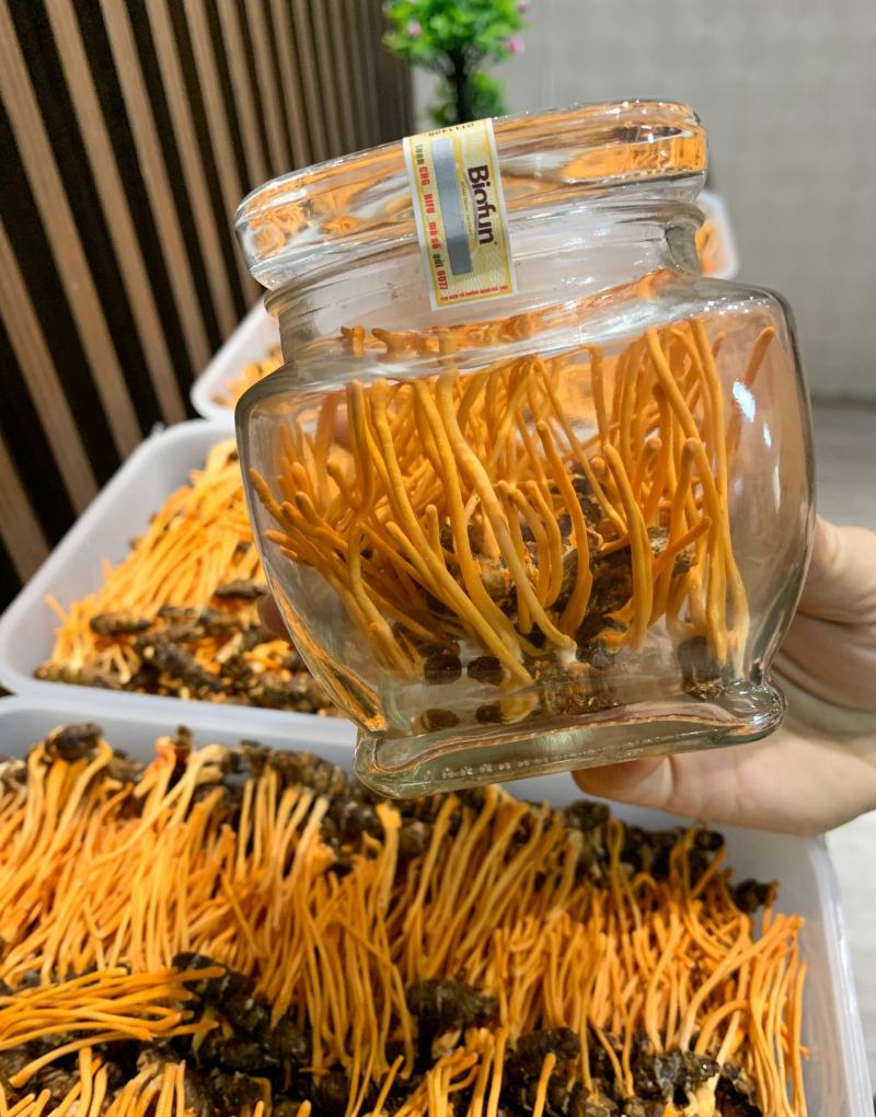 Đông trùng hạ thảo Biofun
