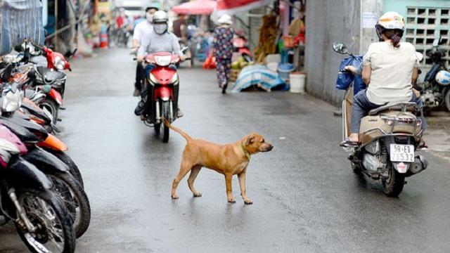 Nguy hiểm từ động vật thả rông