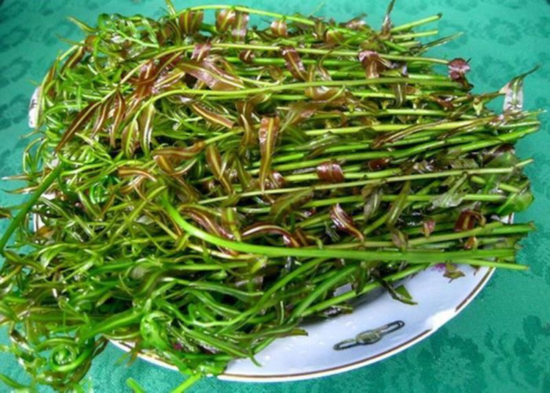 Đọt choại Hậu Giang
