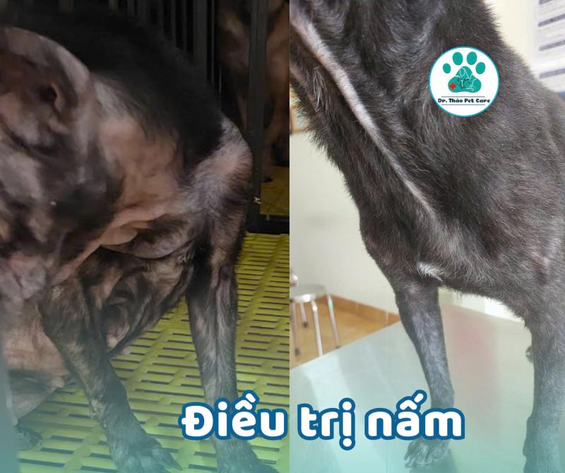 Dr.Thảo Pet Care