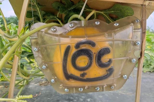 Dưa hấu in chữ Lộc hút khách dịp Tết