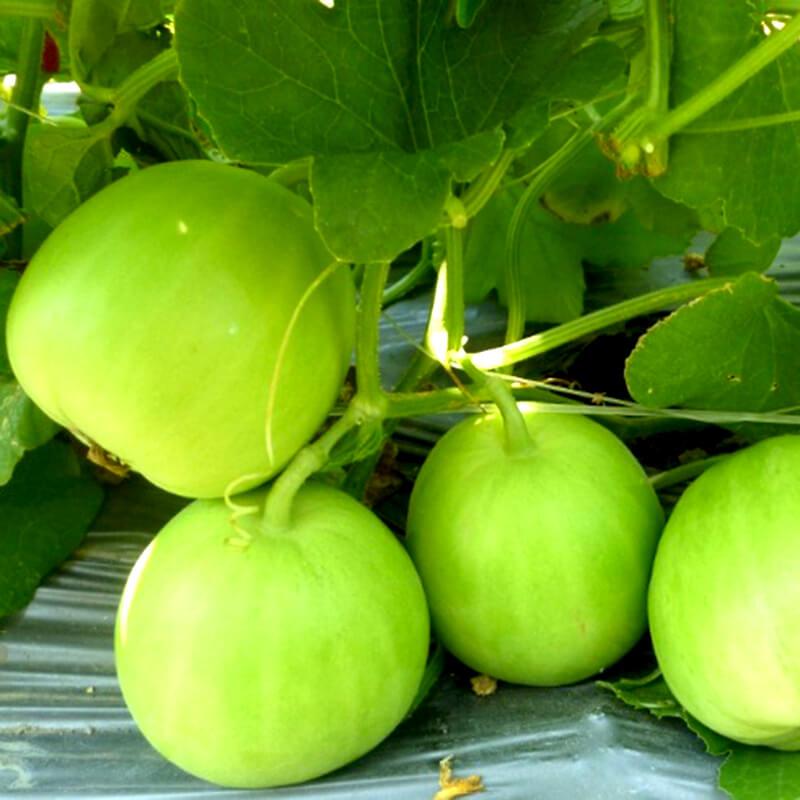 Dưa lê tốt cho người già, trẻ nhỏ và mẹ bầu