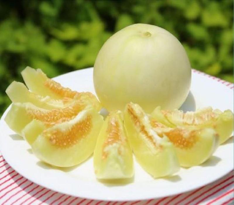 Giống dưa lê vỏ trắng xanh