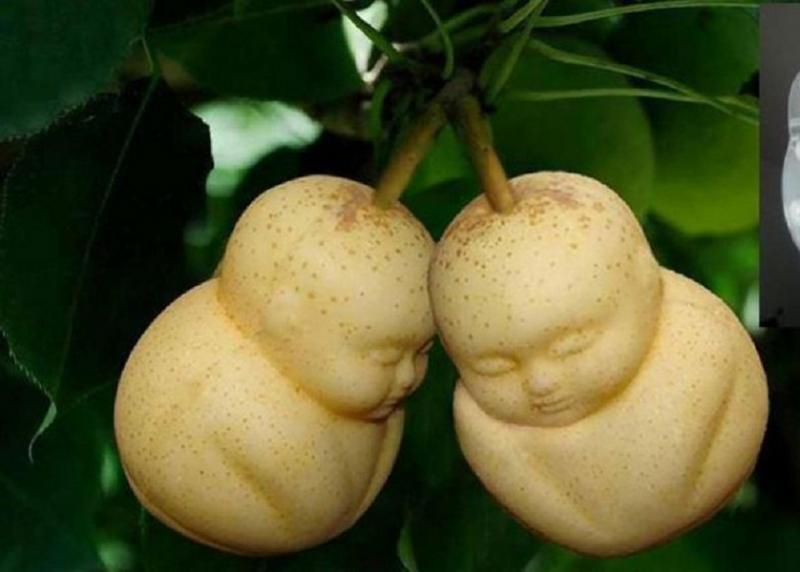 Dưa lê Thần Tài (Dưa lê hình Phật)