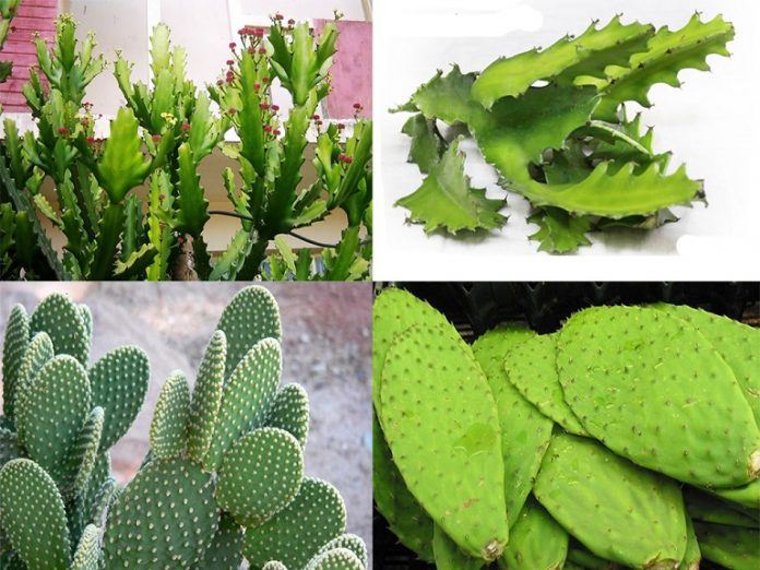 Dùng cây xương rồng chữa đau thần kinh tọa
