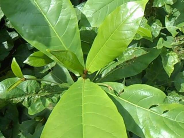 Dùng lá bàng chữa bệnh trĩ [