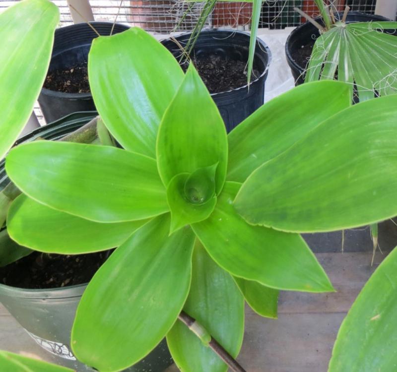 Dùng lá lược vàng chữa ho