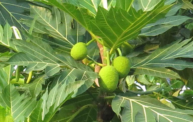 Sử dụng lá sa kê điều trị bệnh gút
