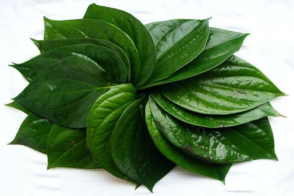 Dùng lá trầu không chữa viêm xoang