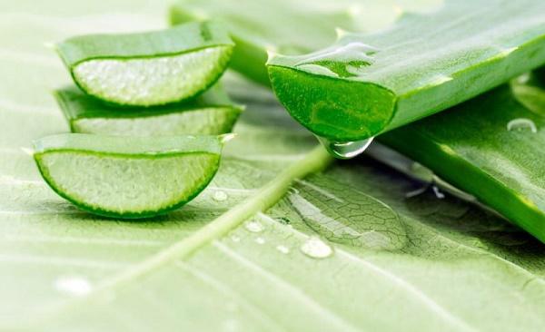 Chữa viêm lợi với nha đam