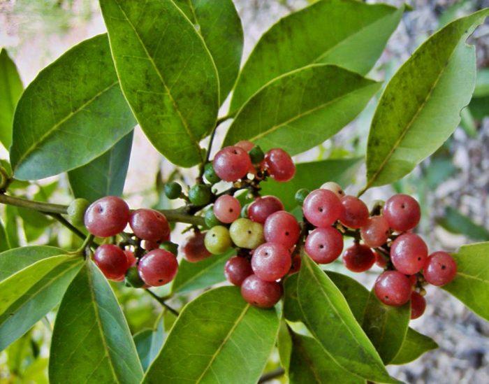 Cách chữa phong thấp bằng rễ bưởi bung