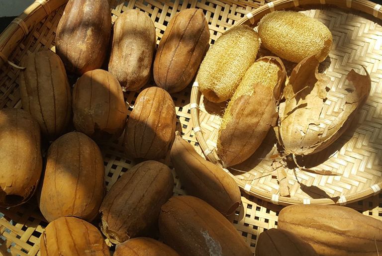 Dùng xơ mướp chữa bệnh trĩ