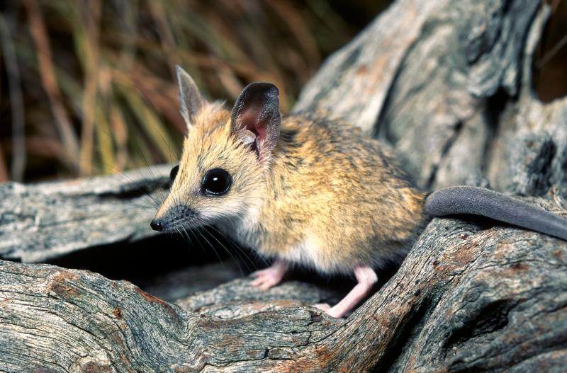 Dunnart
