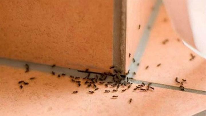 Đuổi kiến bằng phấn rôm