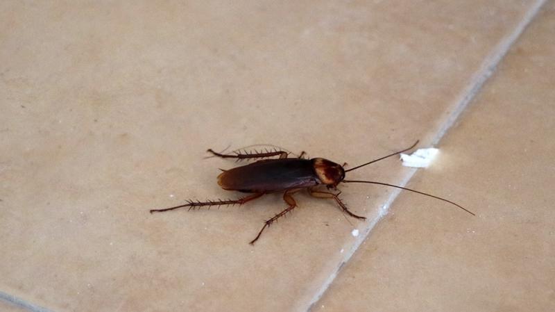 Đuổi gián và rệp