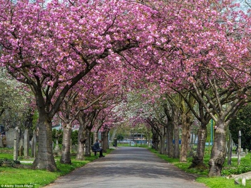 Đường cây Battersea, London, Anh