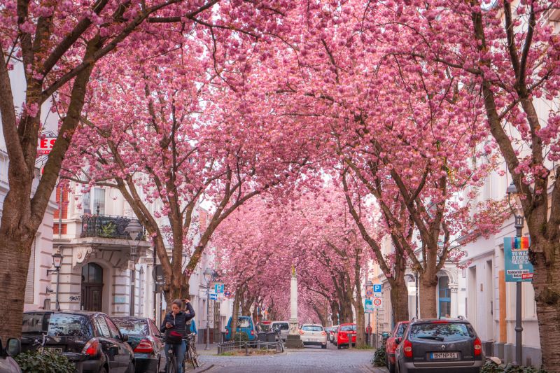 Đường hoa anh đào thành phố Bonn (Đức)