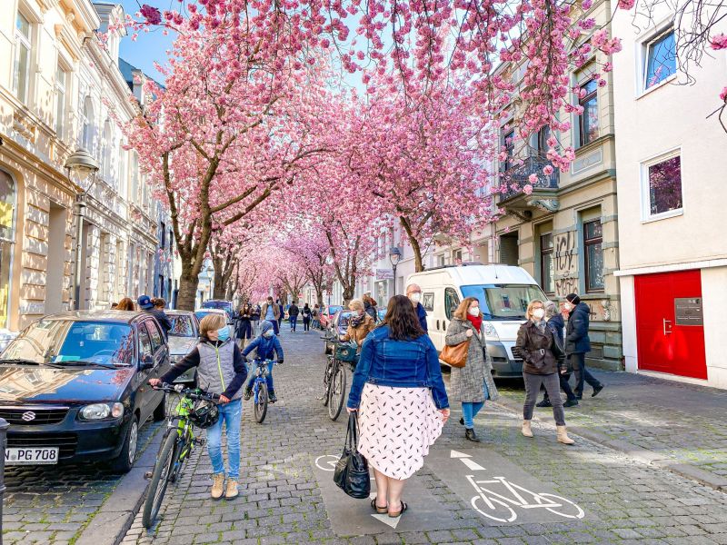 Đường hoa anh đào thành phố Bonn (Đức)