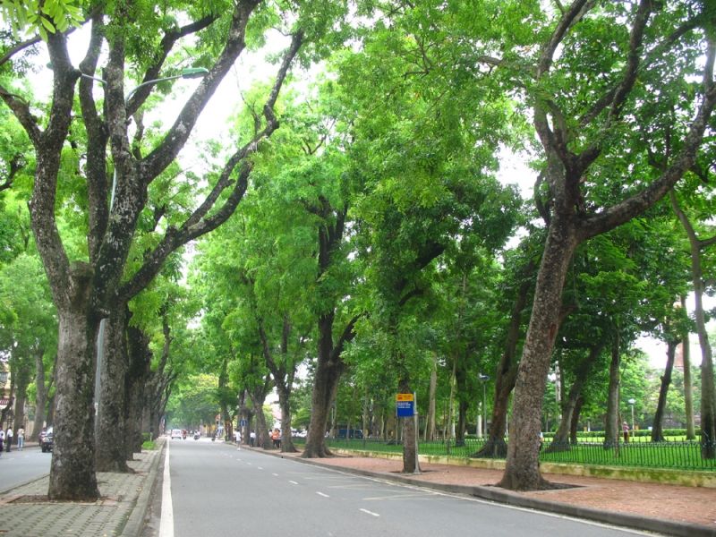 Cây xà cừ trên đường Hoàng Diệu toàn cỡ cổ đến đại thụ