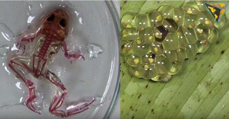 Ếch trong suốt kỳ lạ