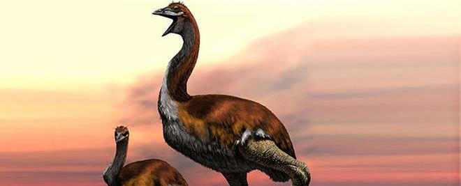 Elephant Bird