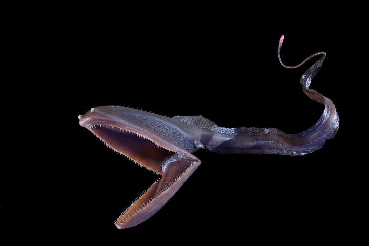 Hình dạng cá Eurypharynx pelecanoides