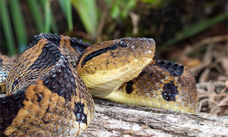 Fer-de-lance