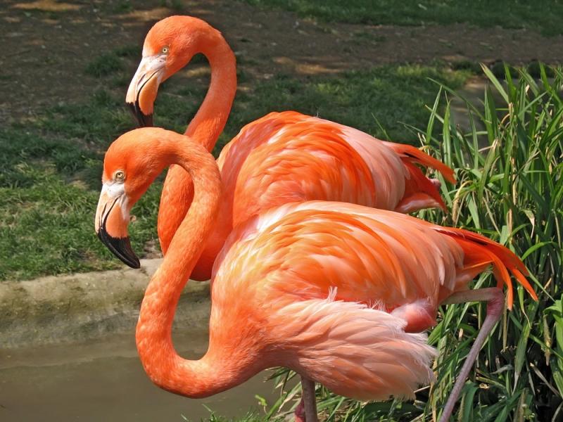 Flamingo