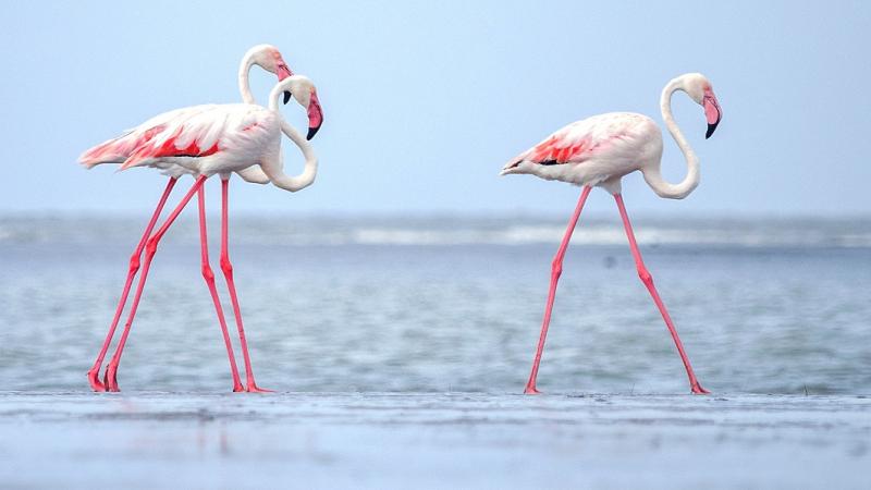 Flamingo