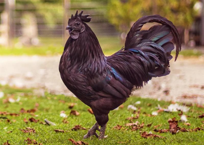 Gà Ayam Cemani