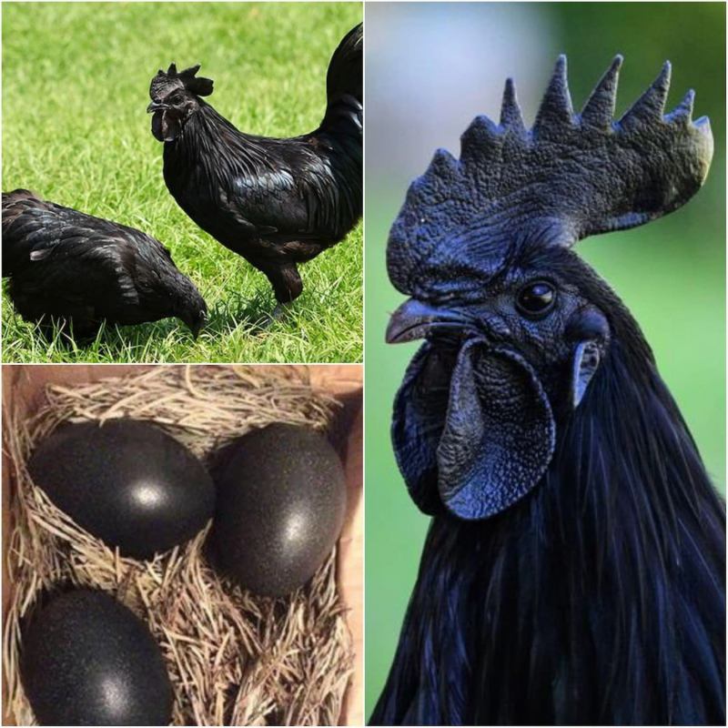 Gà Ayam Cemani