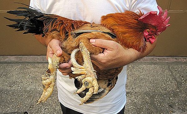 Giá của một con gà chín cựa đủ 