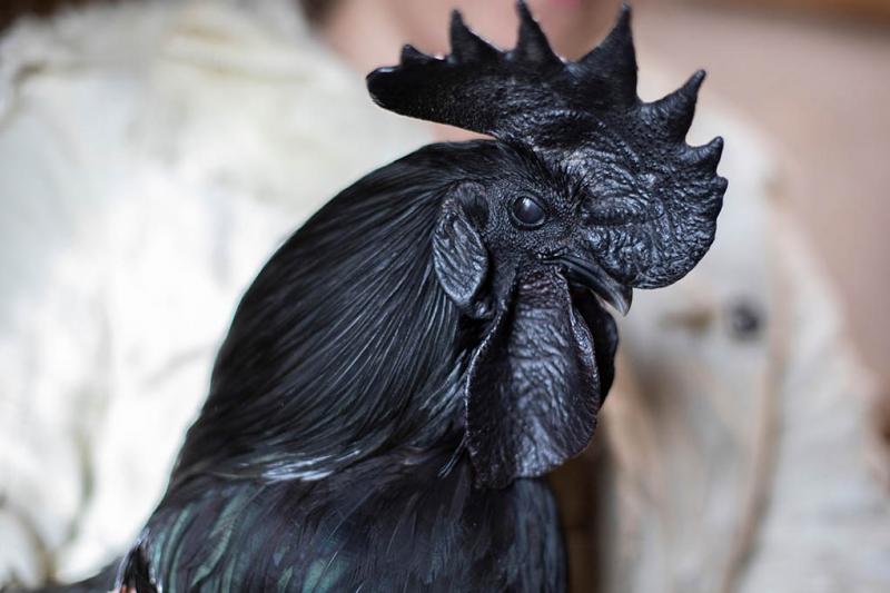Gà đen Ayam Cemani