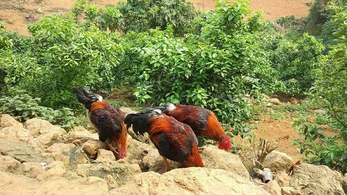 Gà đồi Tiên Yên được thả tự nhiên
