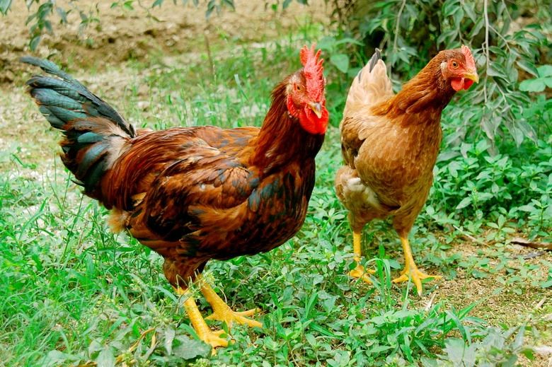 Những chú gà được nuôi trên vùng đồi Yên Thế