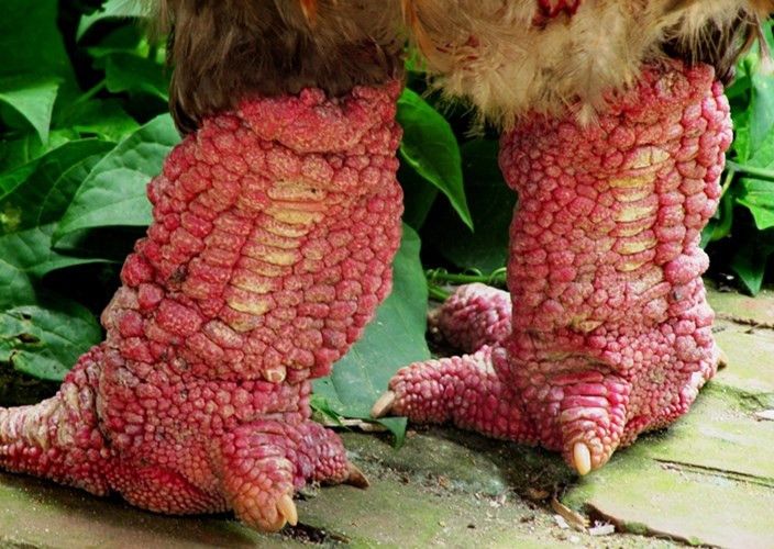 cặp chân xù xì của gà Đông Tảo