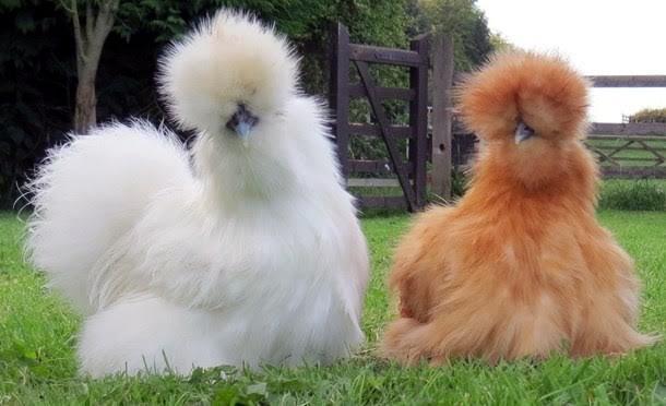 Gà lông xù Silkie