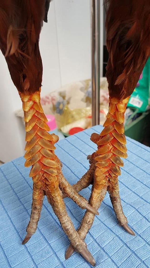 Chân gà càng nhiều 