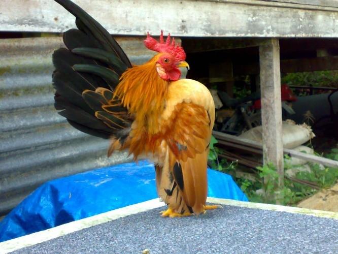 Gà tre Mã Lai được tôn vinh như gà thượng lưu, gà thành phố hay gà vương giả