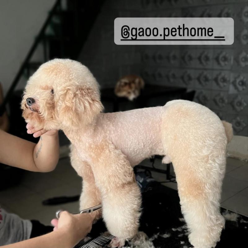 Gạo Pet