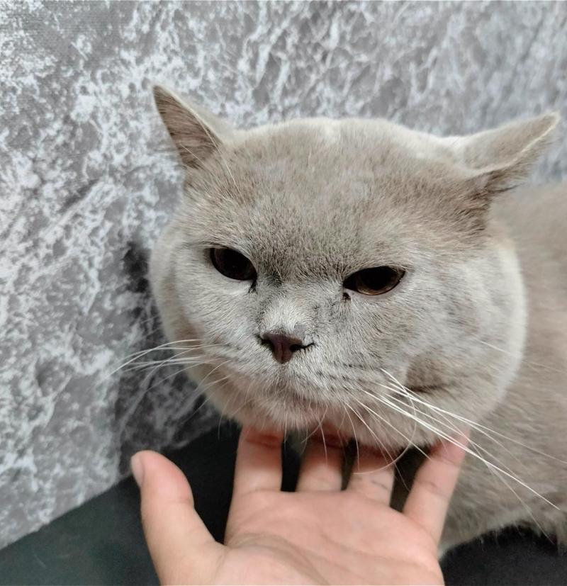 Gạo Pet