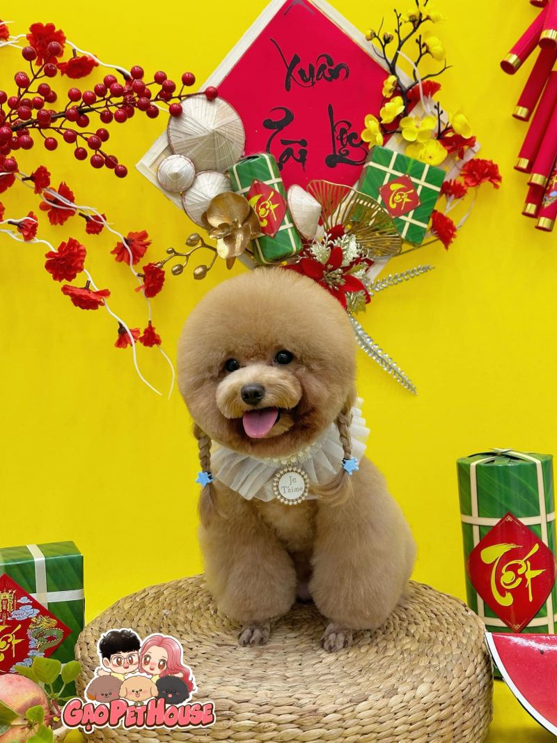 Gạo Pet House