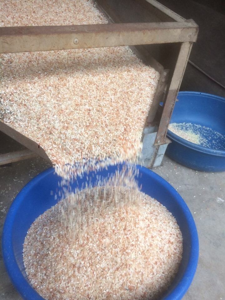Gạo Séng Cù - Đại Lý Gạo Việt