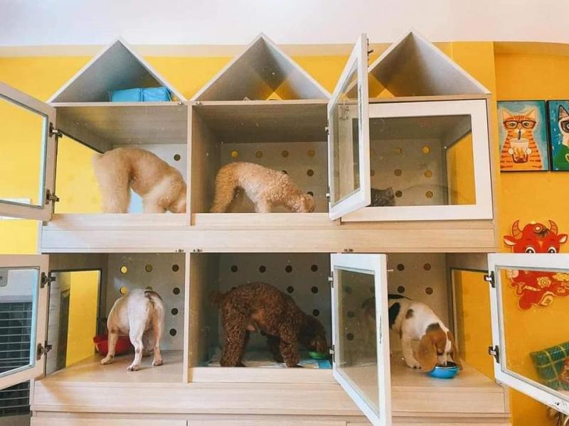 Gấu Pet Spa & Hotel