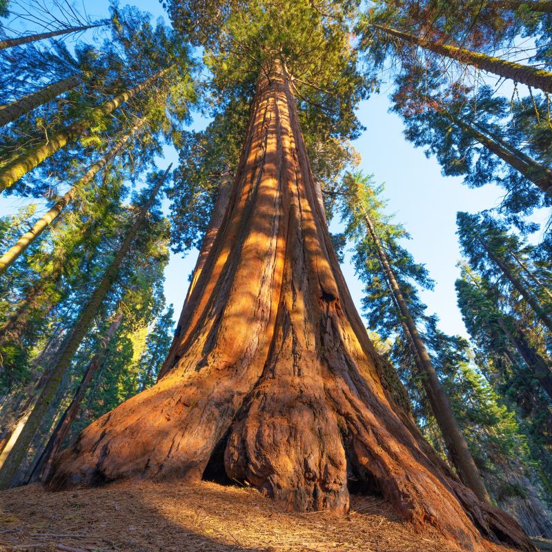 General Sherman - California, Mỹ