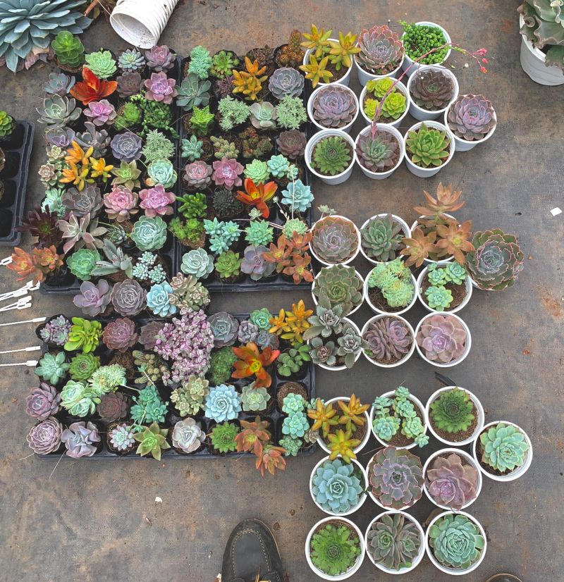 Gia Huy Succulents Sen Đá