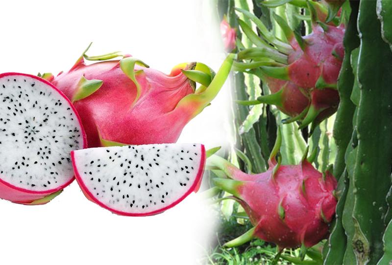 Giá trị dinh dưỡng rất cao