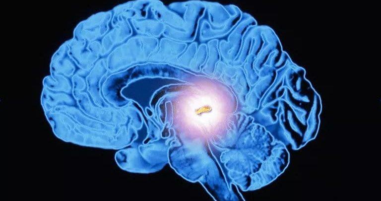 Giấc ngủ, chức năng của melatonin ở tuyến tùng