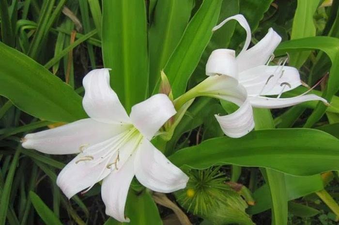 Giảm đau khớp, chữa chấn thương, tụ máu bầm