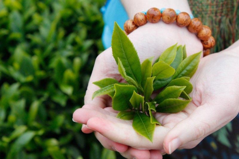 Giảm size bắp chân bằng trà xanh